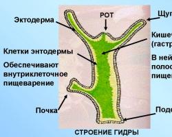 Двухслойные животные Функции кишечнополостных